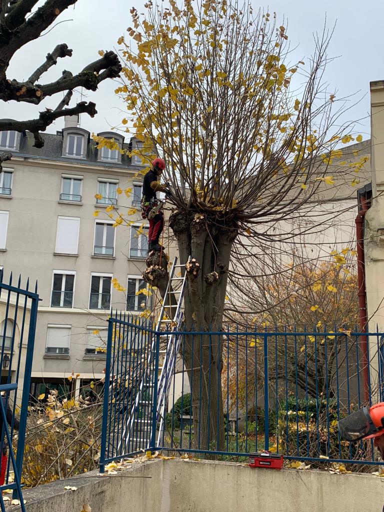 Forets Et Jardin Dile De France Amenagement Exterieur Chaville Realisation Elagage 1